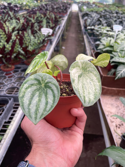 Peperomia Watermelon Variegated