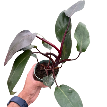 Philodendron 'Burgundy Princess' (Reverted Pink Princess) - B-Grade