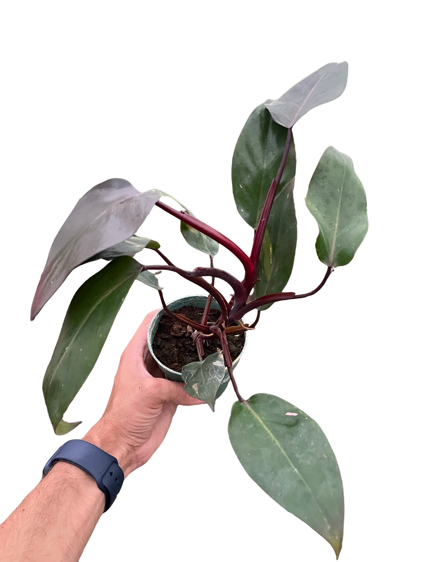 Philodendron 'Burgundy Princess' (Reverted Pink Princess) - B-Grade