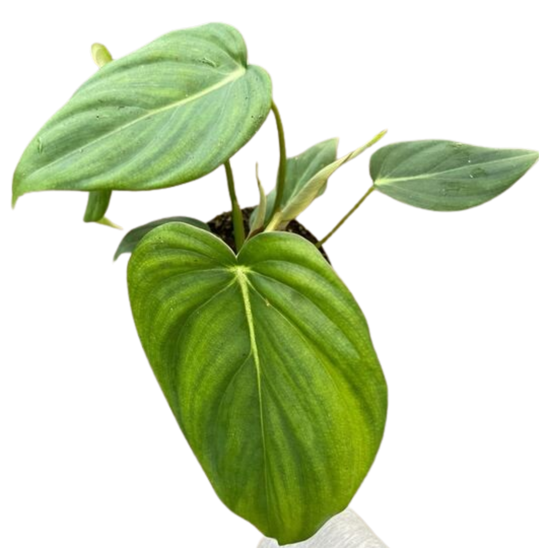 Philodendron Mcdowell