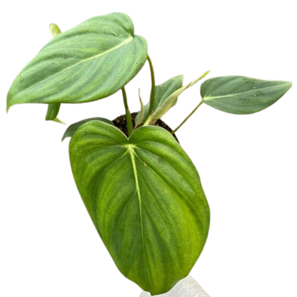 Philodendron Mcdowell