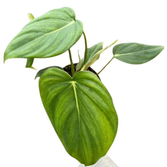 Philodendron Mcdowell