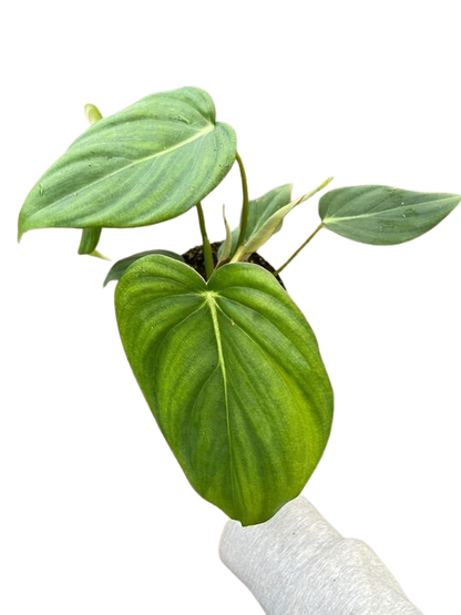 Philodendron Mcdowell