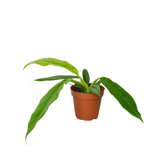 Philodendron Narrow Escape