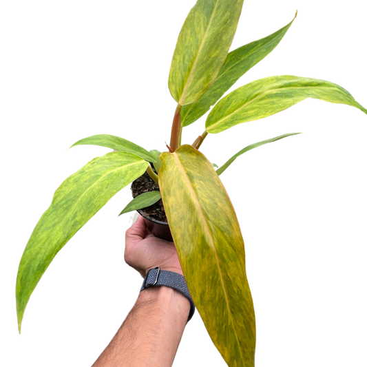 Orange Marmalade Philodendron