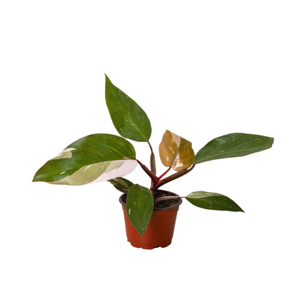 Pink Princess Philodendron