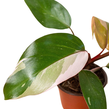 Pink Princess Philodendron