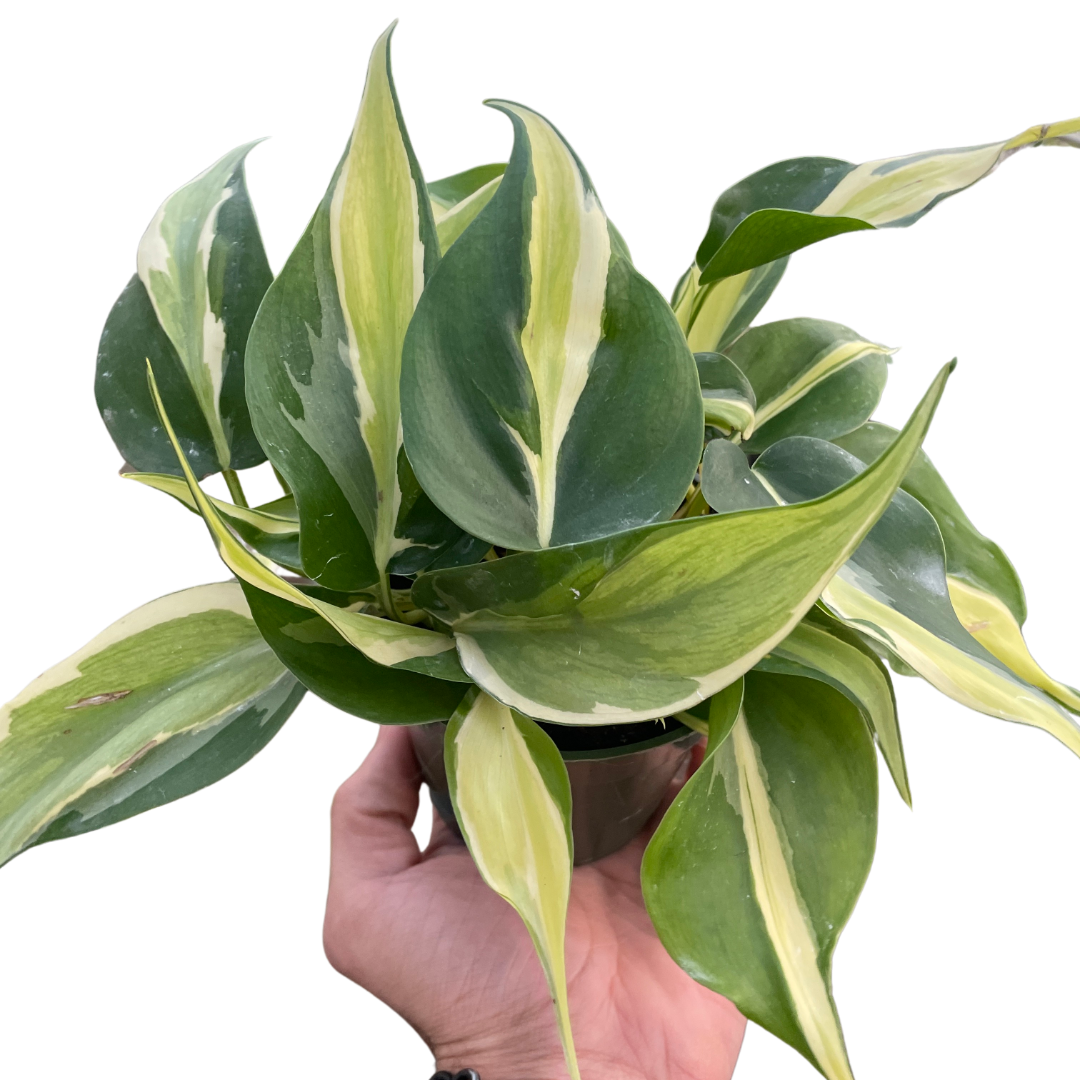 Silver Stripe Philodendron