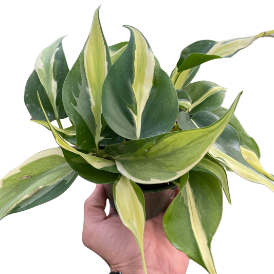 Silver Stripe Philodendron