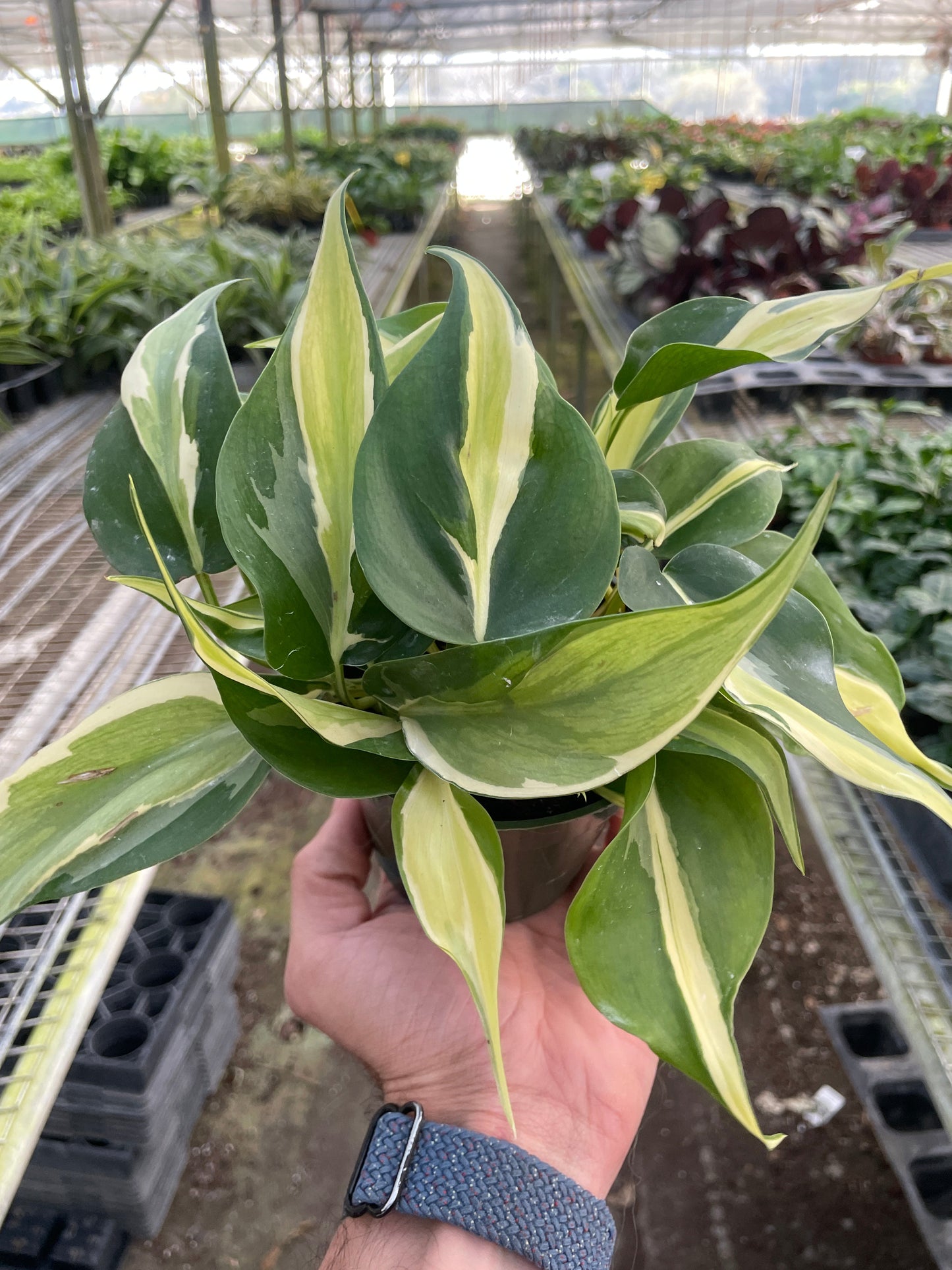 Silver Stripe Philodendron