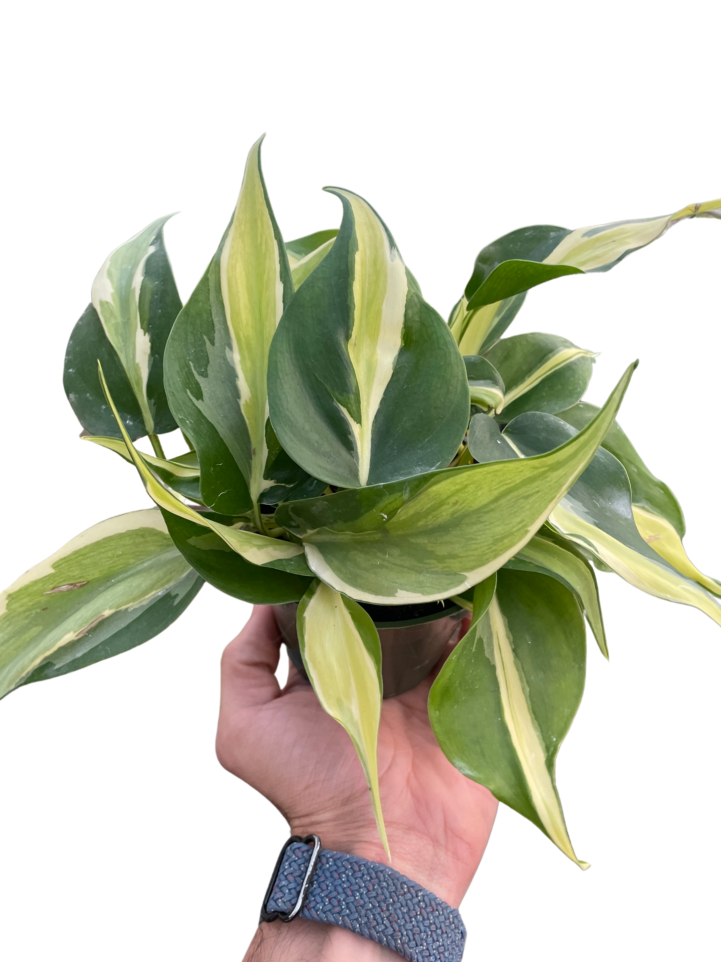 Silver Stripe Philodendron