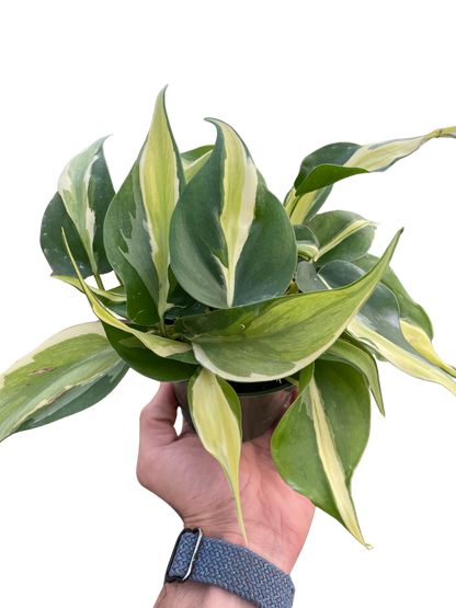 Silver Stripe Philodendron