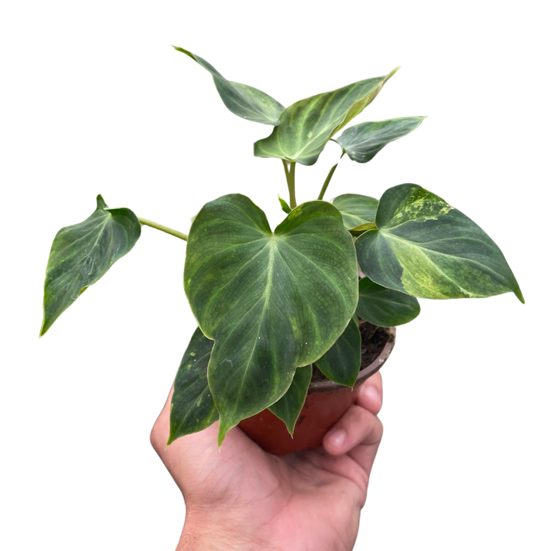 Philodendron Verrucosum