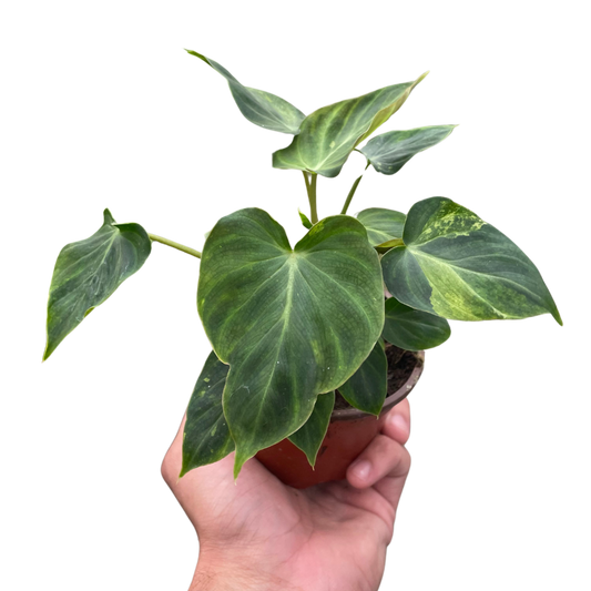 Philodendron Verrucosum