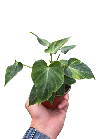 Philodendron Verrucosum