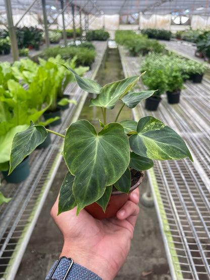 Philodendron Verrucosum