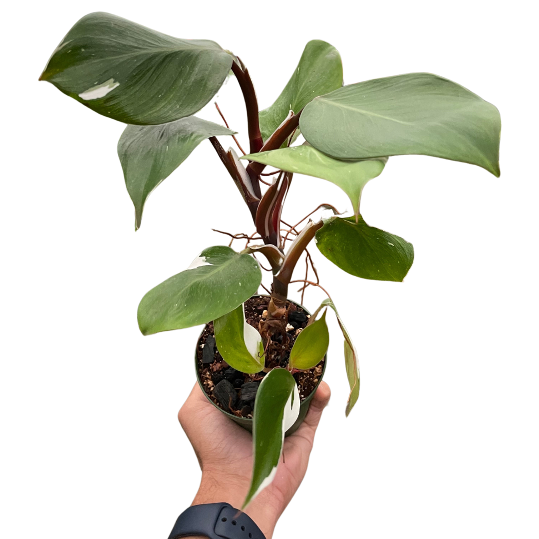 Philodendron White Knight