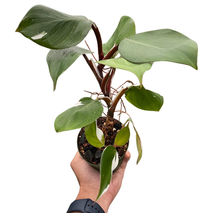 Philodendron White Knight