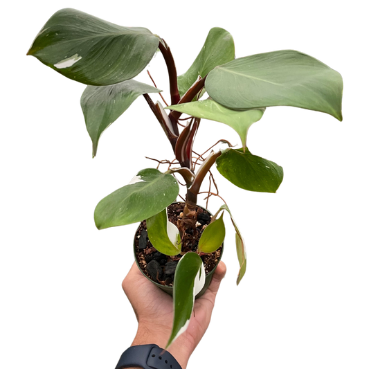 Philodendron White Knight