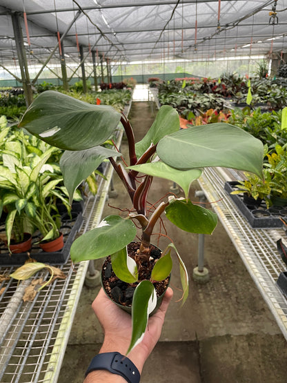 Philodendron White Knight