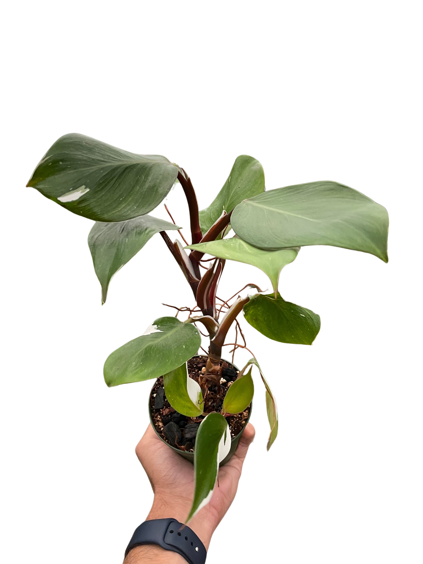 Philodendron White Knight