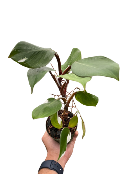 Philodendron White Knight