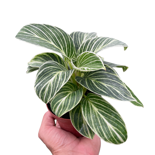 Philodendron White Measure