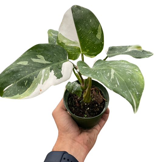 Philodendron White Princess