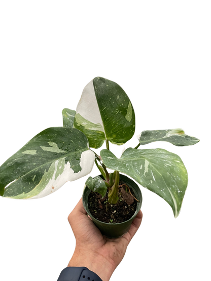 Philodendron White Princess