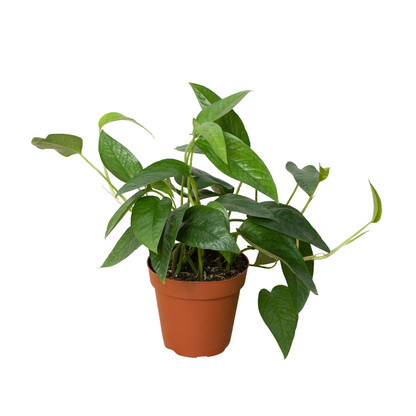 Cebu Blue Pothos