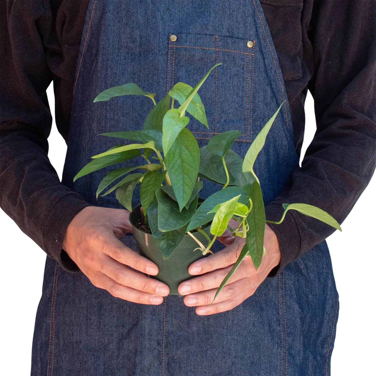 Cebu Blue Pothos