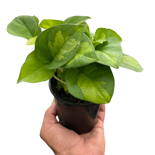 Global Green Pothos