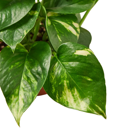 Golden Pothos