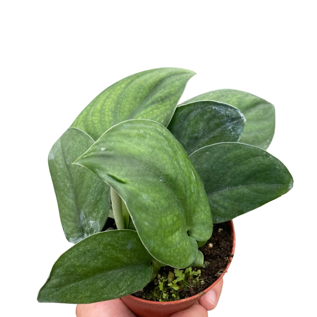 Jade Satin Pothos