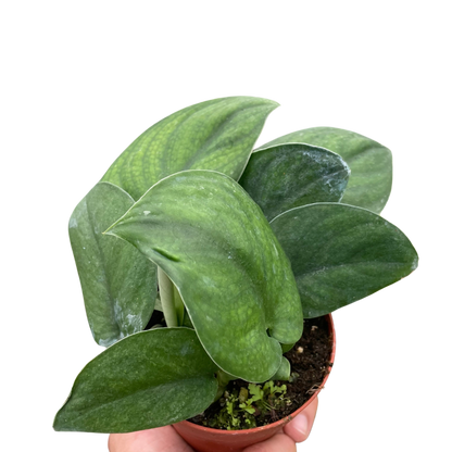 Jade Satin Pothos