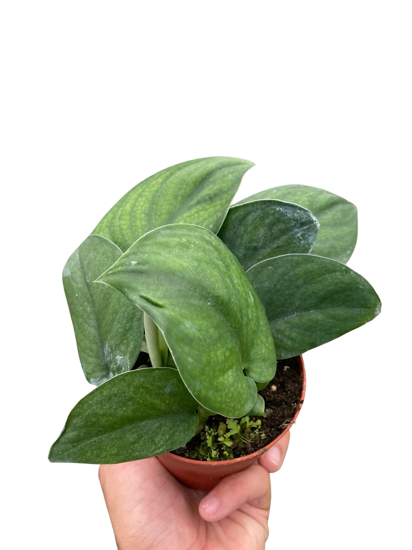 Jade Satin Pothos