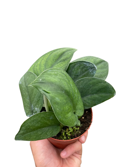 Jade Satin Pothos