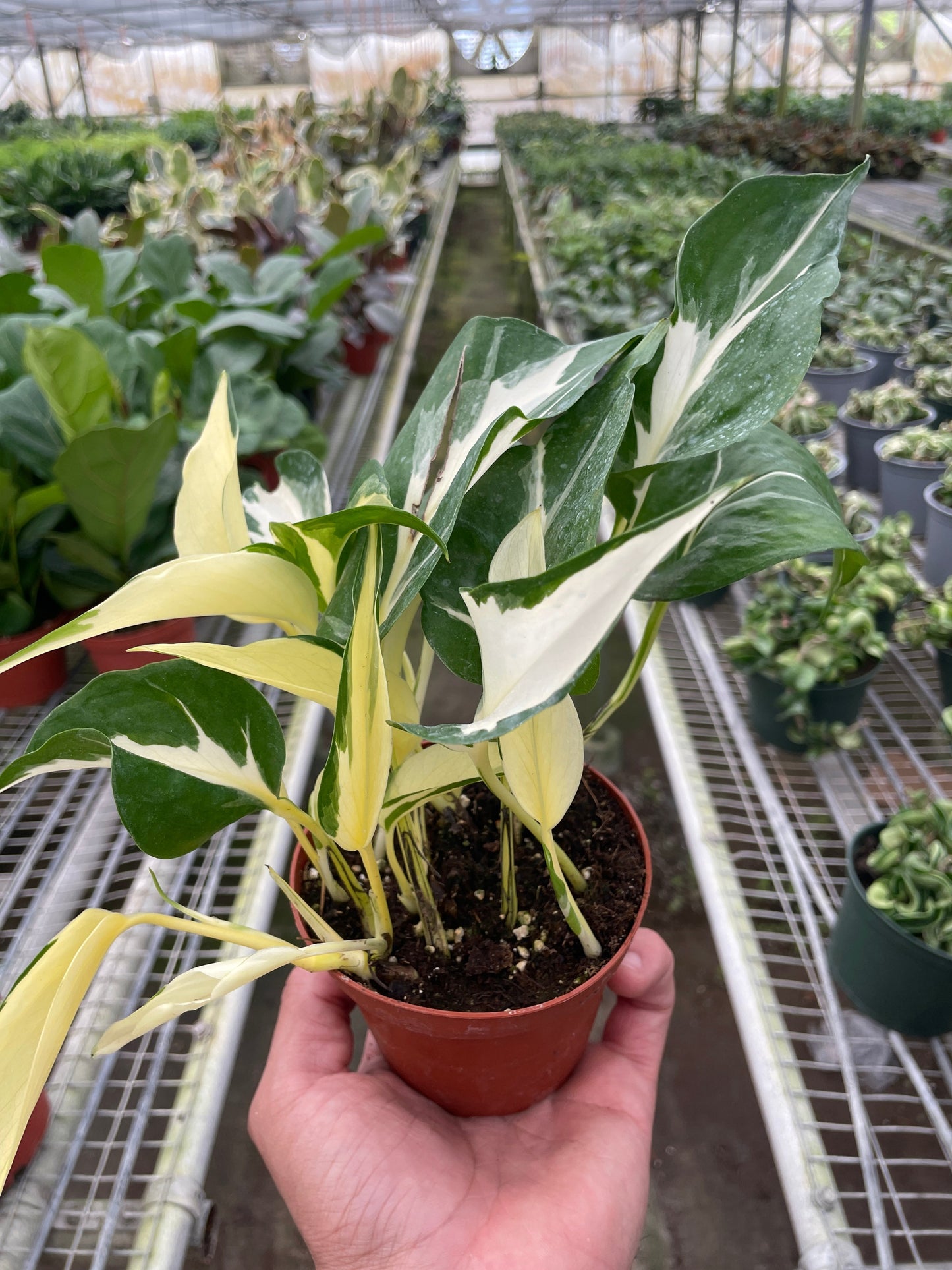 Mutant Manjula Pothos