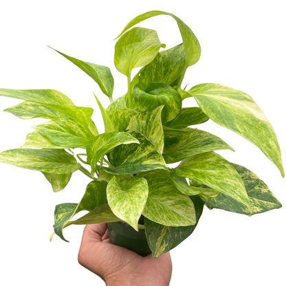 Neon Queen Pothos