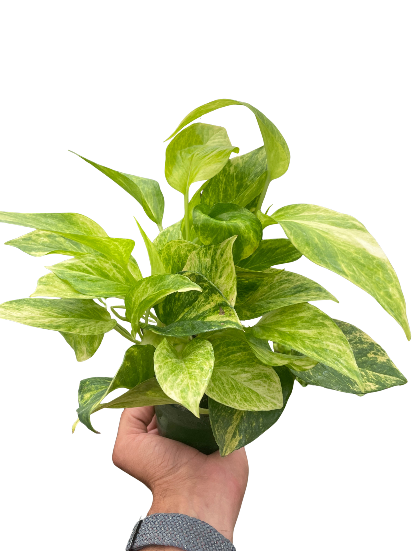 Neon Queen Pothos