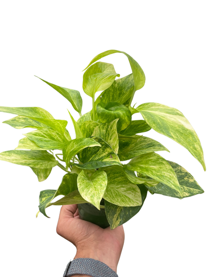 Neon Queen Pothos