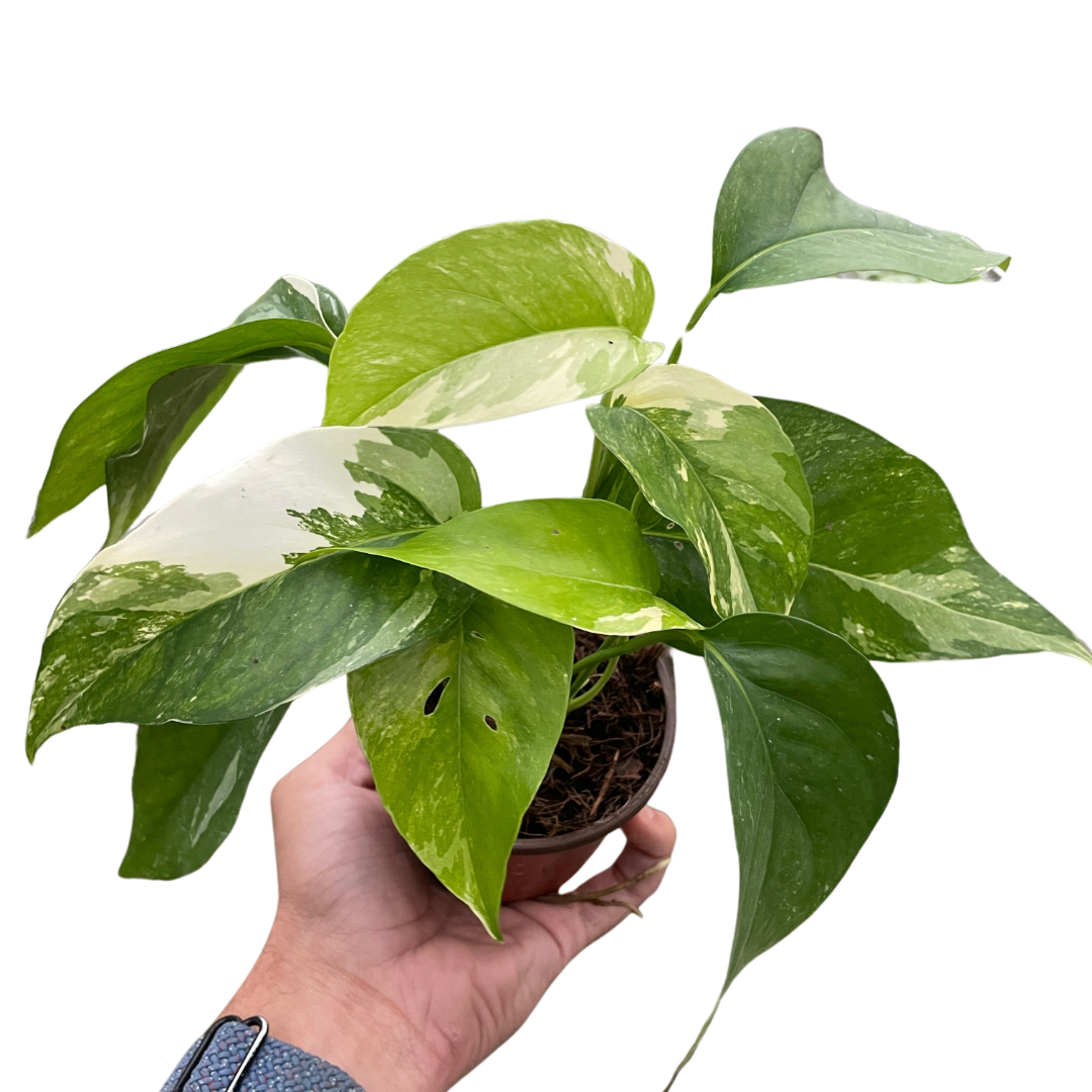 Albo Variegata Pothos