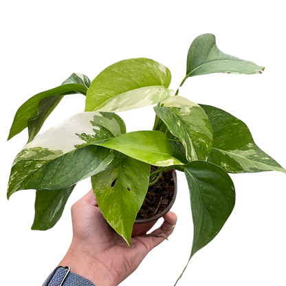 Albo Variegata Pothos