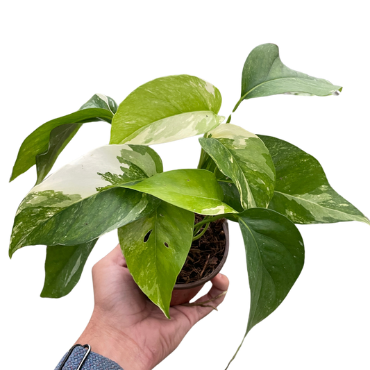 Albo Variegata Pothos