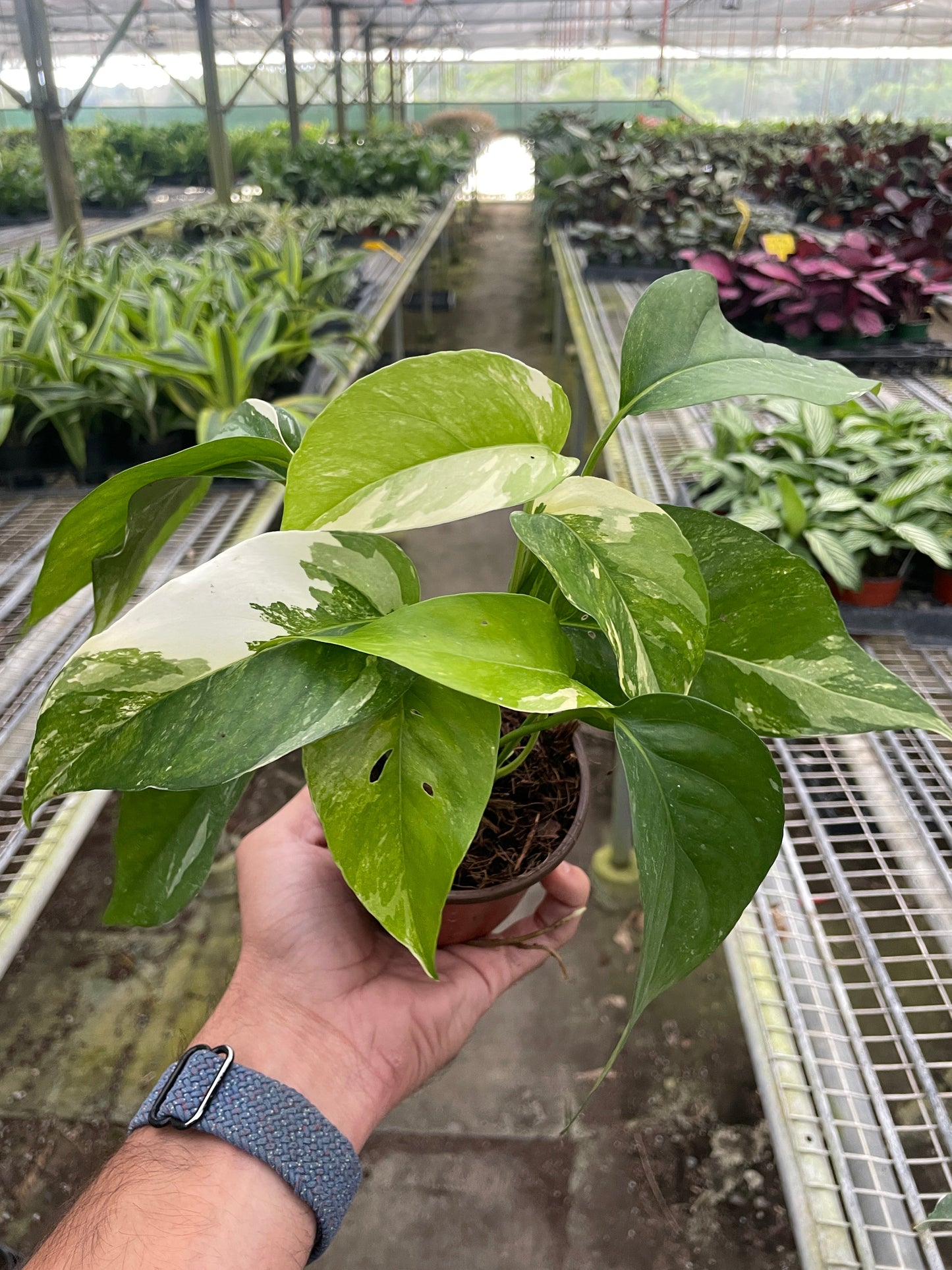 Albo Variegata Pothos