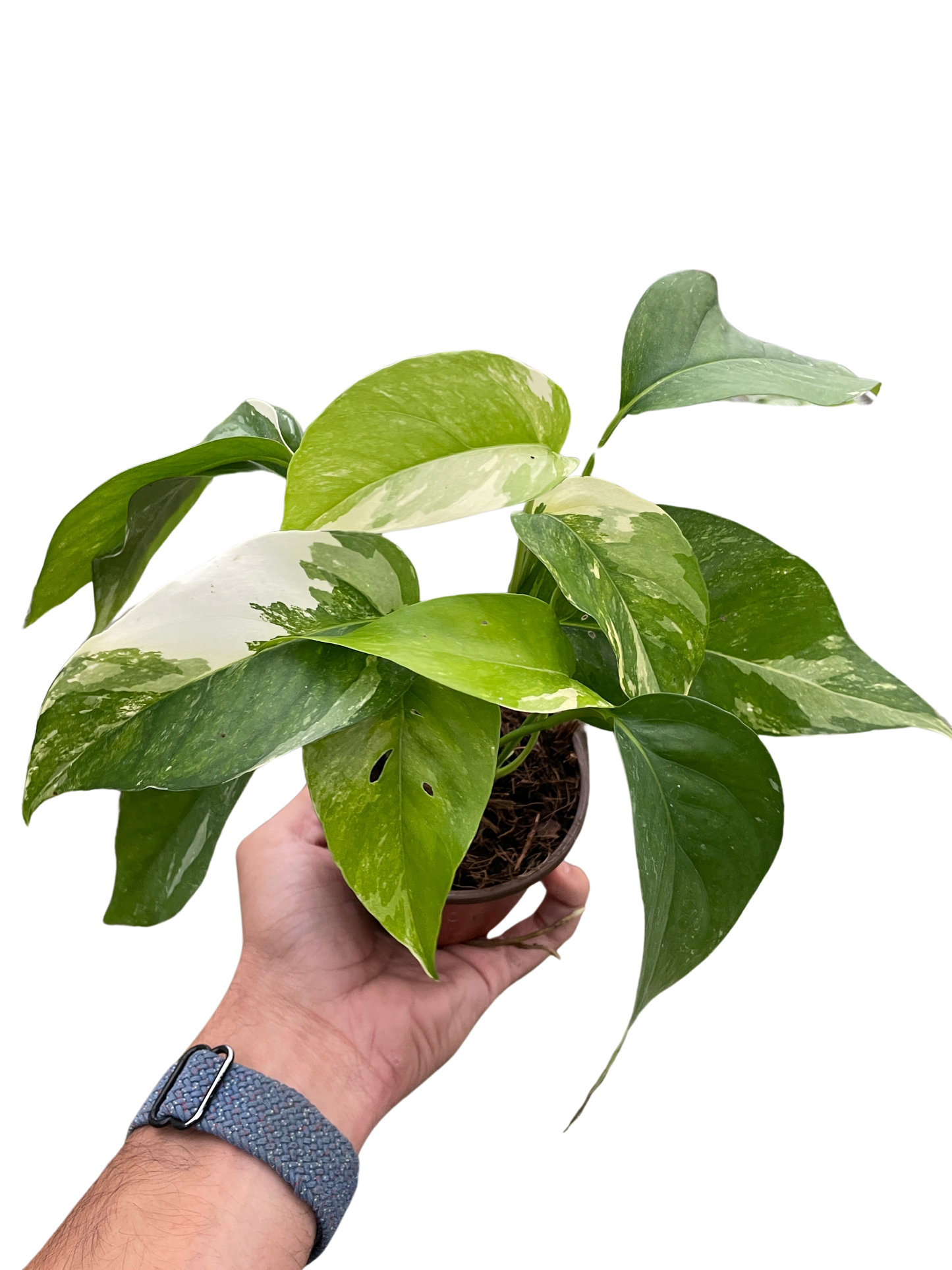 Albo Variegata Pothos