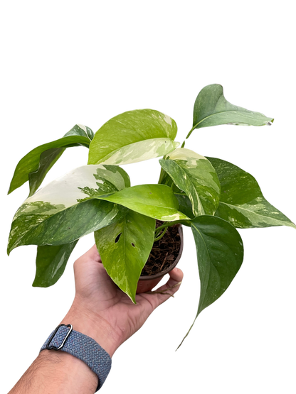 Albo Variegata Pothos