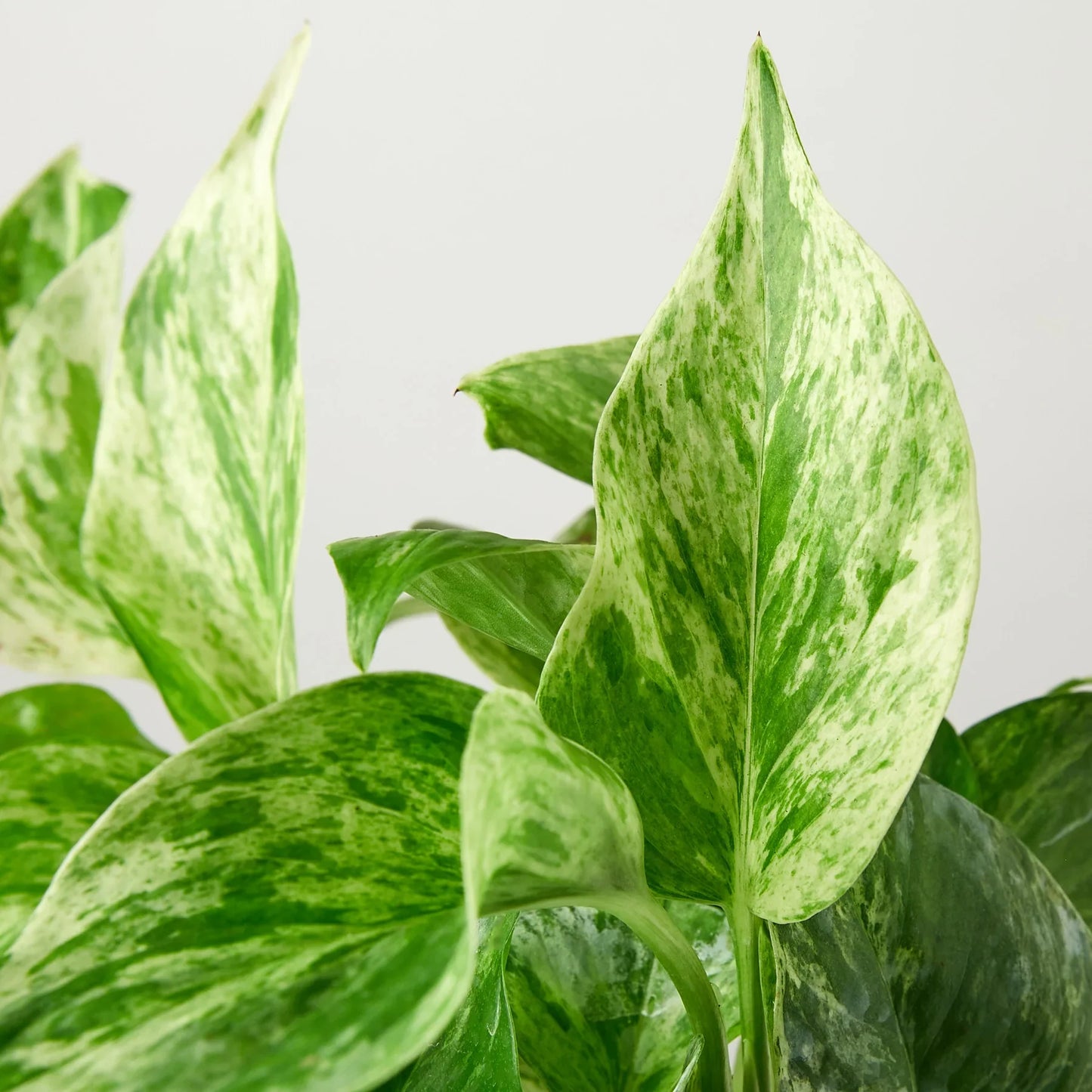 Marble Queen Pothos