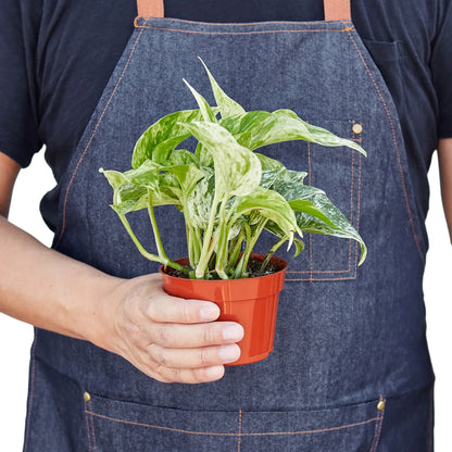 Marble Queen Pothos