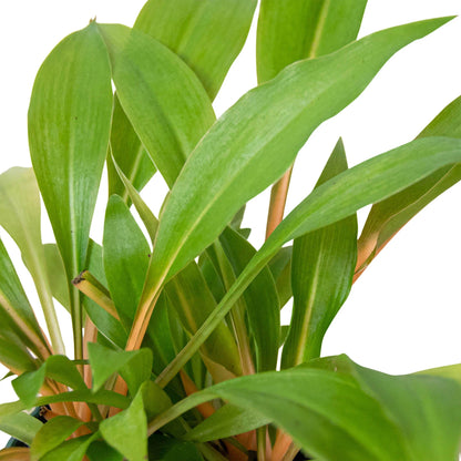 Spider Plant Fire Flash